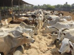 Cg News : घुमंतू और निराश्रित गौवंश के संरक्षण के लिए राज्य में 1460 गौधाम स्थापित करने का लक्ष्य