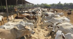 Cg News : घुमंतू और निराश्रित गौवंश के संरक्षण के लिए राज्य में 1460 गौधाम स्थापित करने का लक्ष्य