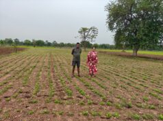 Cg News : किसानों ने अपनाया लाभकारी फसलों का विकल्प हो रहा है, किसानों की आमदनी में इजाफा