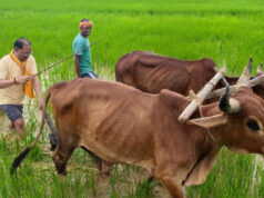 Cg News : गृहग्राम बगिया में सुबह-सुबह खेत पहुंचे मुख्यमंत्री, बैलों के साथ हल चलाकर की बियासी