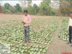 Cg News : तेन्दूपत्ता संग्रहण की नई पहल से अबुझमाड़ के 22 गांवों को मिला लाभ