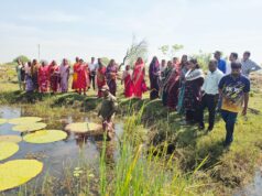 Cg News : मखाना की खेती से आत्मनिर्भरता की ओर बढ़ रहीं धमतरी की महिलाएं